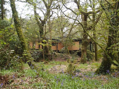Approach to a timber clad building through the woods with bluebells in bloom